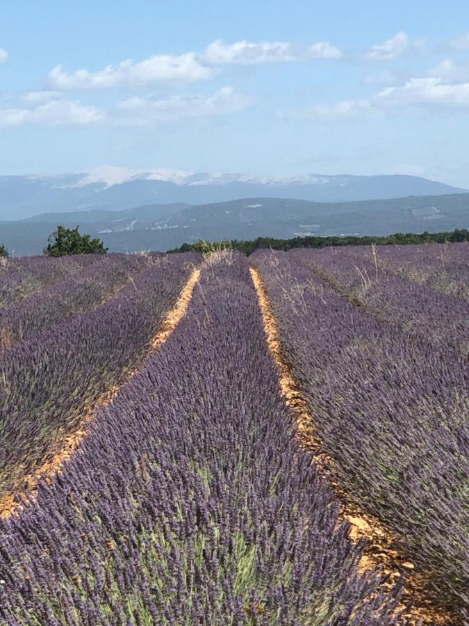 Provence Luberon Bonnieux Location Gite Chez Basile Eksteriør billede